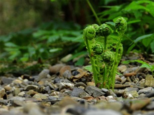 photo of a fern frond in a stream