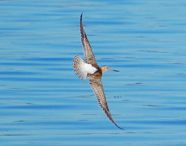 bar-tailed godwit (bird) flying over the ocean