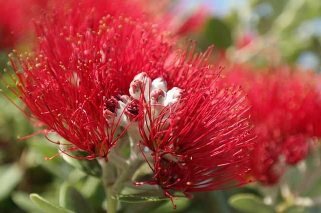 close up photo of a pohutukawa flower in bloom