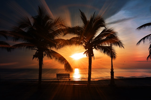 Silhouette of palm trees with ocean and sunrise in the background