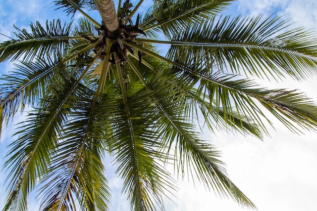 photo of looking up through the trunk of palm tree to the sky in Fiji